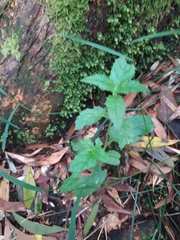 Sambucus gaudichaudiana