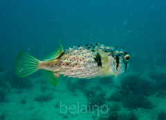 Dicotylichthys punctulatus