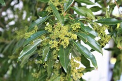 Heteropyxis natalensis