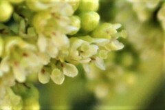 Heteropyxis natalensis