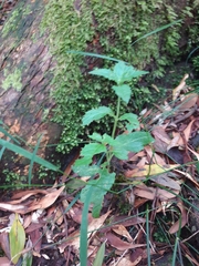 Sambucus gaudichaudiana