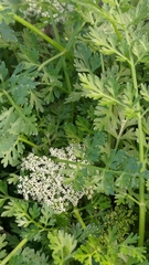Cnidium monnieri formosanum