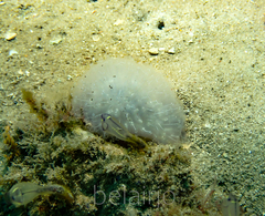 Polycitor giganteus
