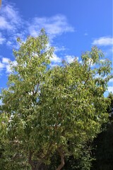 Heteropyxis natalensis