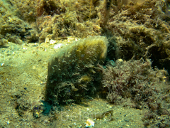 Pinna bicolor