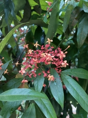 Saraca declinata