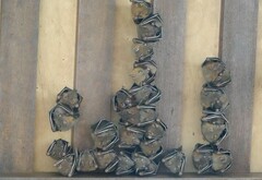 Cynopterus brachyotis