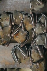 Cynopterus brachyotis