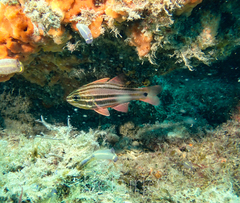 Ostorhinchus limenus