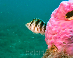 Cirrhitichthys aprinus