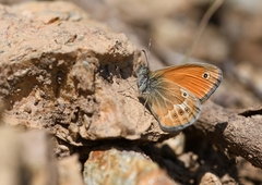 Coenonympha corinna