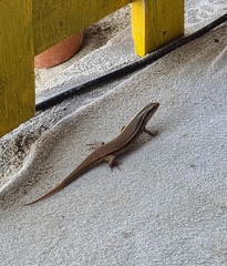 Eutropis carinata