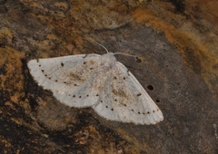 Dyscia govii