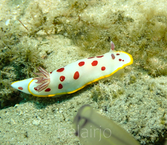 Goniobranchus splendidus