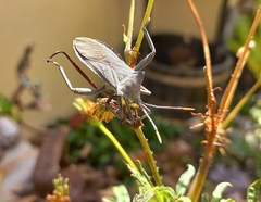 Elasmopoda valga