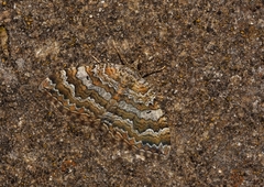 Camptogramma bistrigata