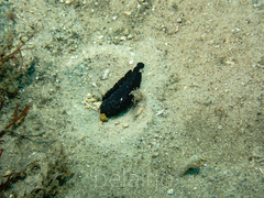 Branchellion borealis