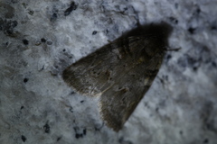 Nycteola