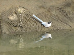 Cyanopica cyanus japonica