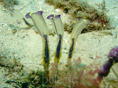 Clavelina meridionalis