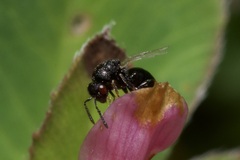 Eurytominae