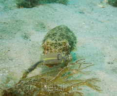 Sepia plangon