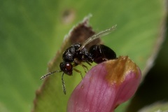 Eurytominae