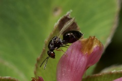 Eurytominae