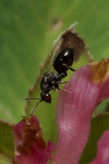 Eurytominae