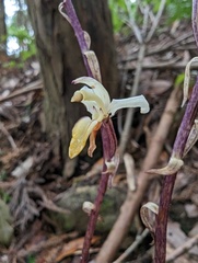 Aphyllorchis montana