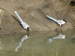 Cyanopica cyanus japonica