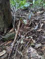 Aphyllorchis montana