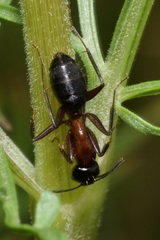 Camponotus ligniperda