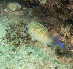 Mecaenichthys immaculatus
