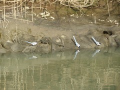 Cyanopica cyanus japonica