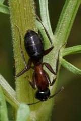 Camponotus ligniperda
