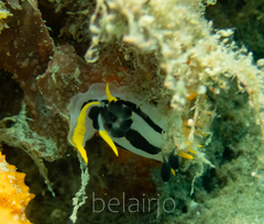 Polycera capensis