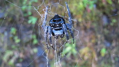 Caerostris sexcuspidata