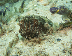 Sepia plangon