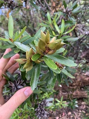 Orites diversifolius