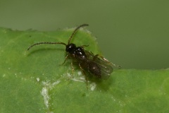 Belytinae