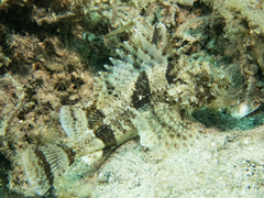Centropogon australis