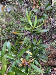 Orites diversifolius