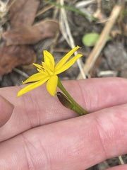 Hypoxis hygrometrica