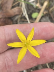 Hypoxis hygrometrica