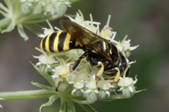 Ectemnius