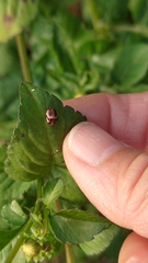 Cheilomenes sexmaculata