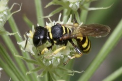 Ectemnius