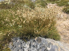 Rytidosperma setifolium