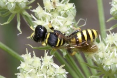 Ectemnius
